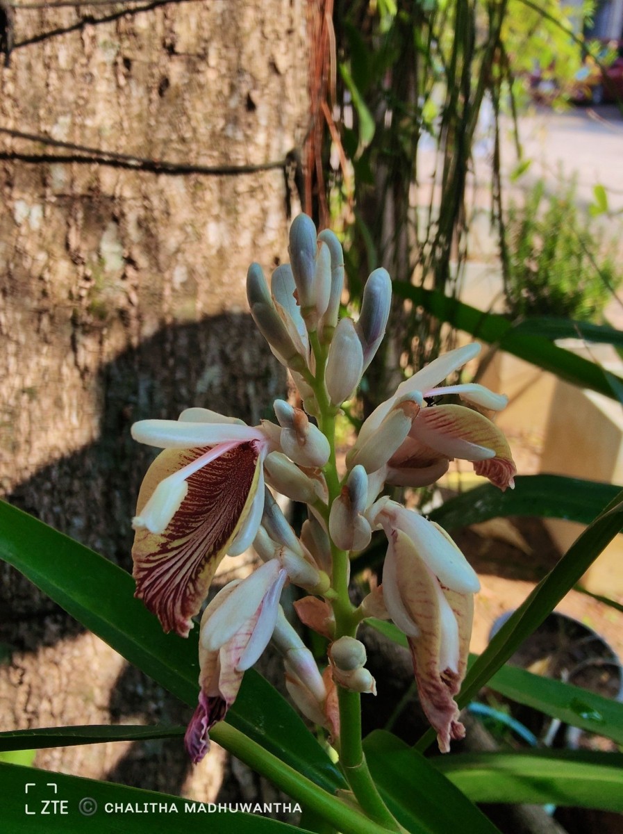 Alpinia calcarata (Andrews) Roscoe